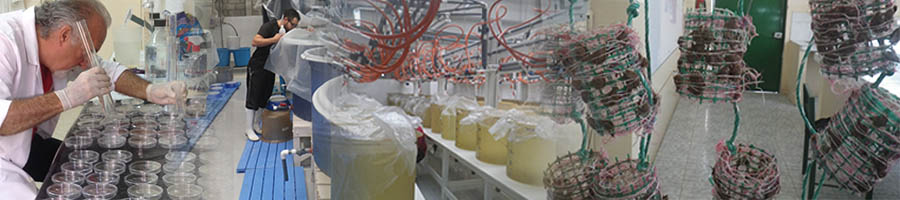 Image by Firma Investigación