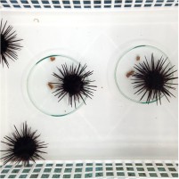 Primera mención honorífica