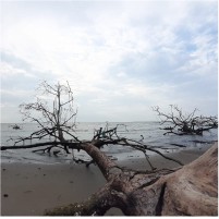 Tercera mención honorífica